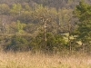 IMG_1518