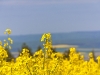image005
