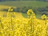 image011