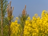 image037
